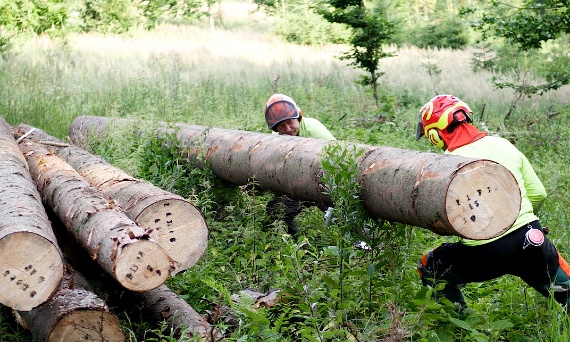 Ta robota w lesie nie jest dla każdego - PIOSENKA DO POBRANIA (Wpis nr 4)